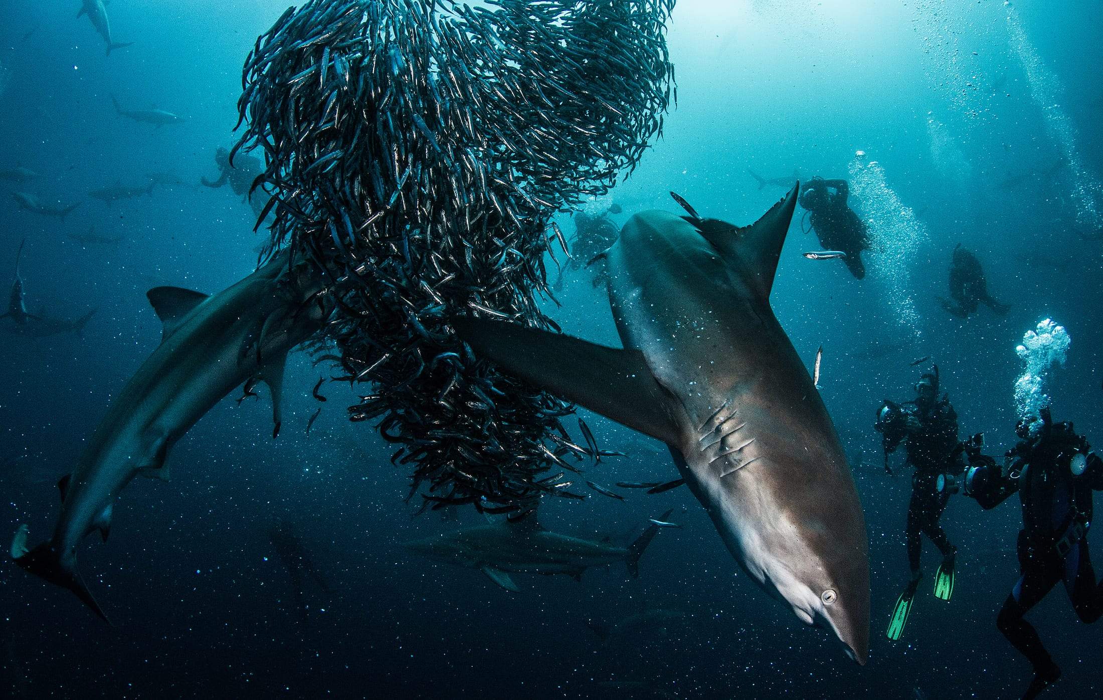 Feeding frenzy during the Sardine Run in South Africa