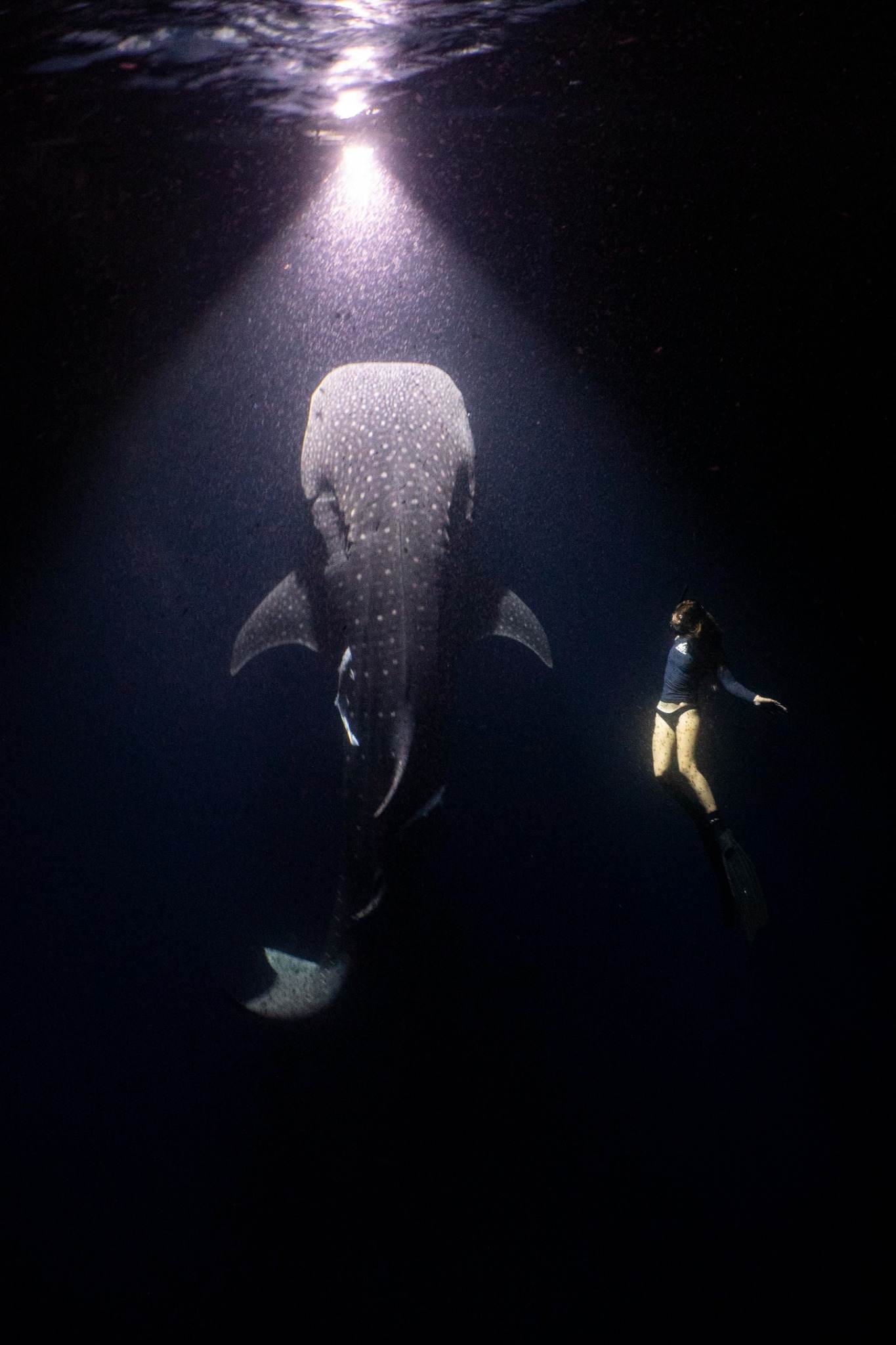 Margaux Le Brun freediving in front of a whale shark in a shaft of light
