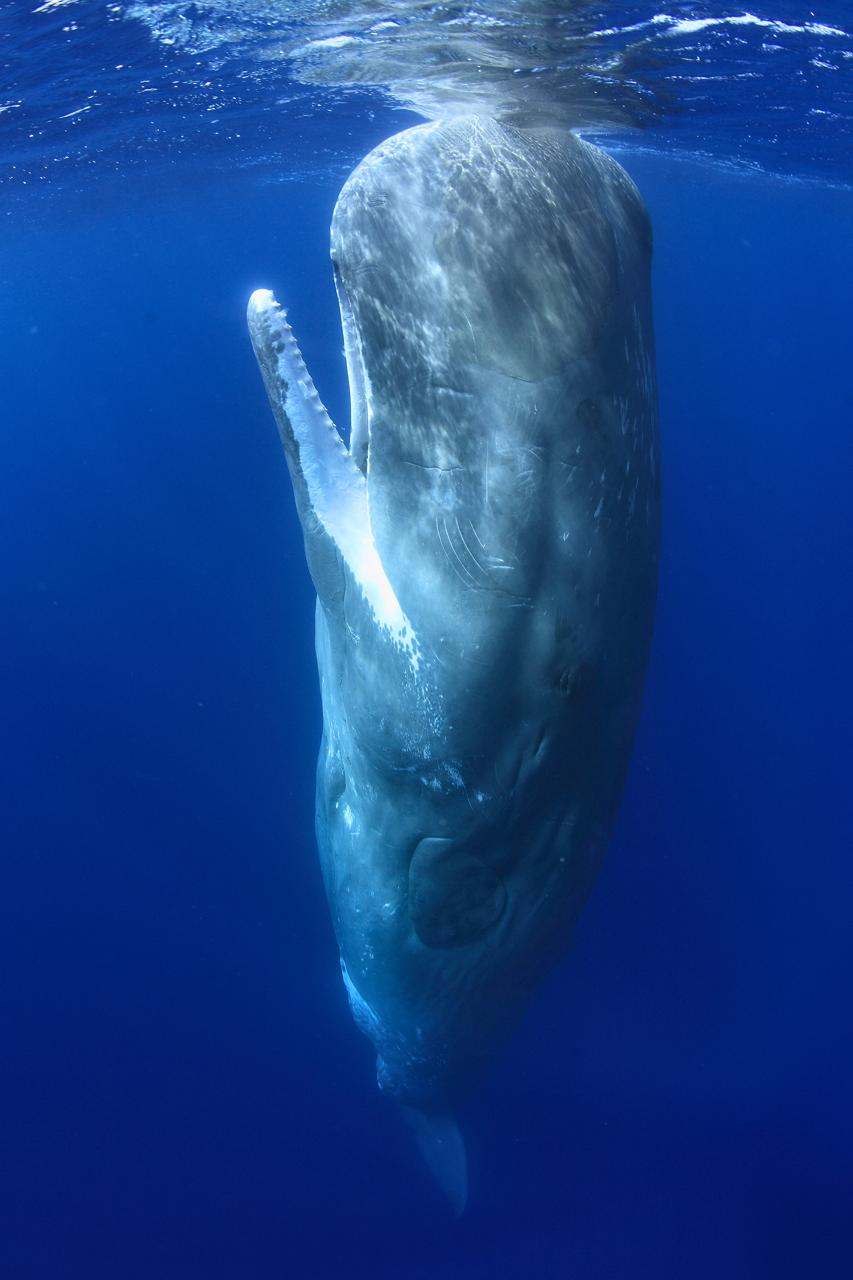 Cachalot en position verticale dans le bleu, aux Açores