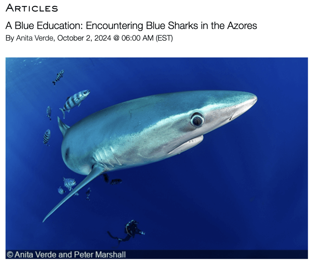 Blue shark photographed in the Azores, illustrating the DivePhotoGuide article