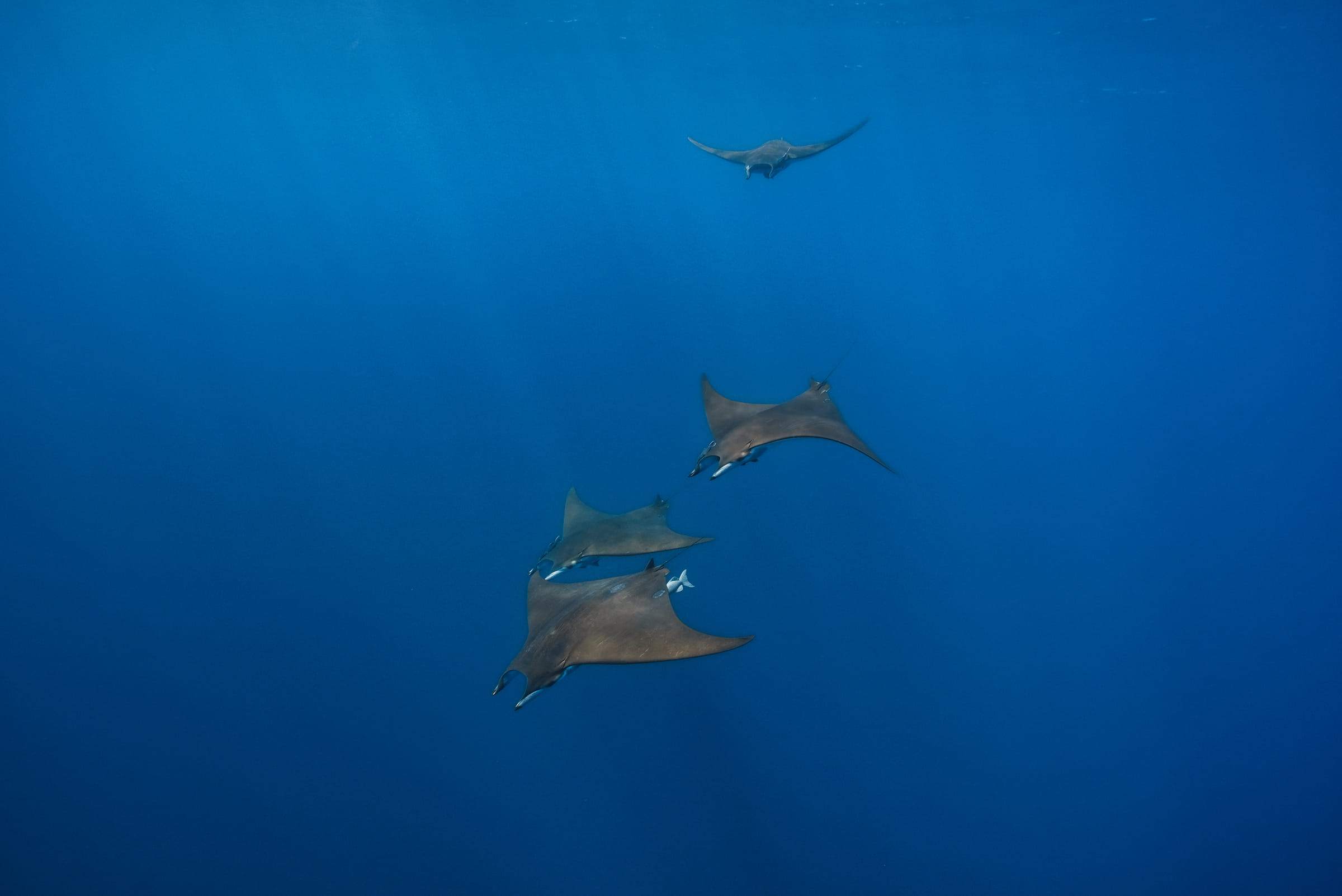 Quatre raies mobula suspendues dans le bleu, vues de dessous