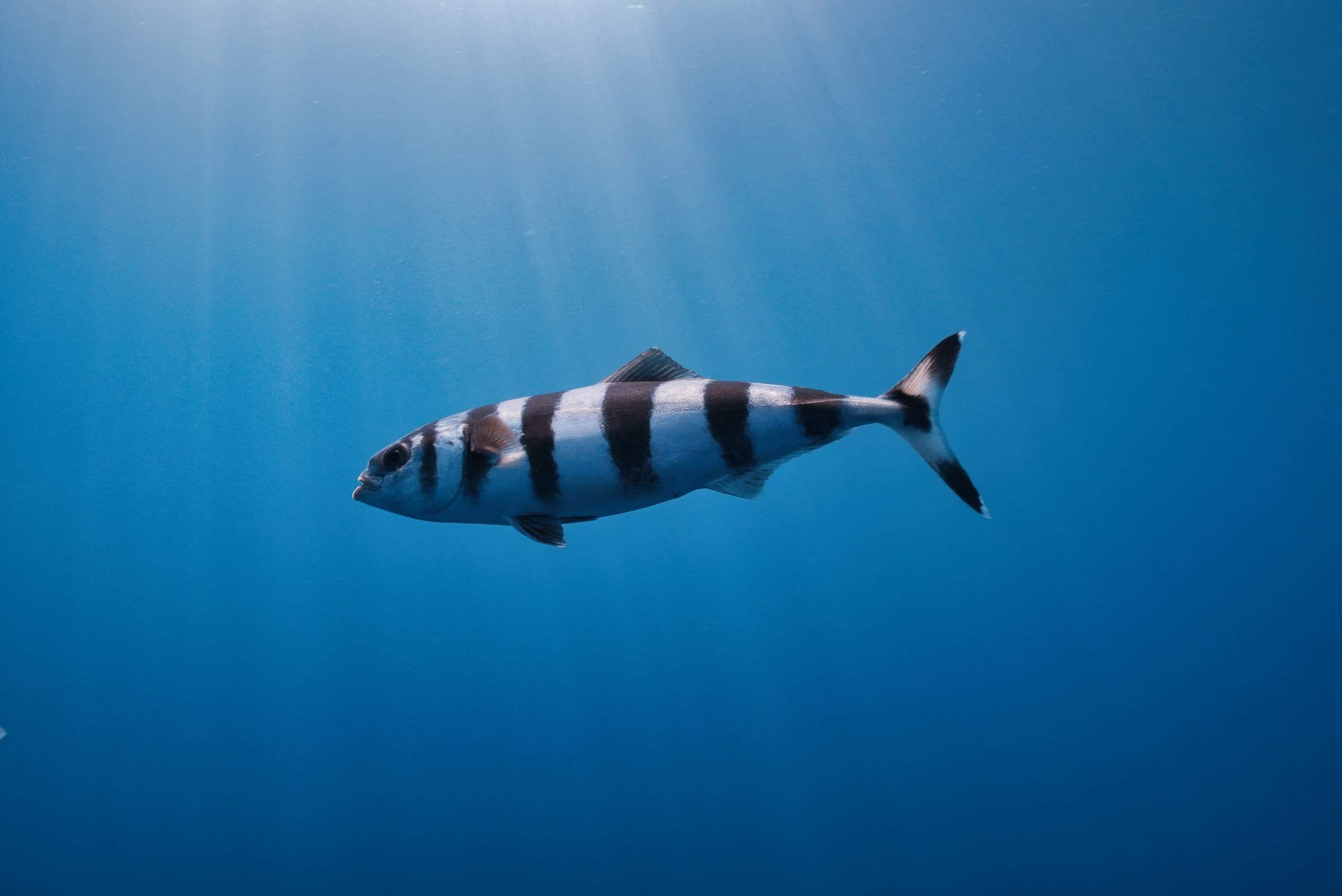 Striped pilot fish gliding through shafts of light in open water