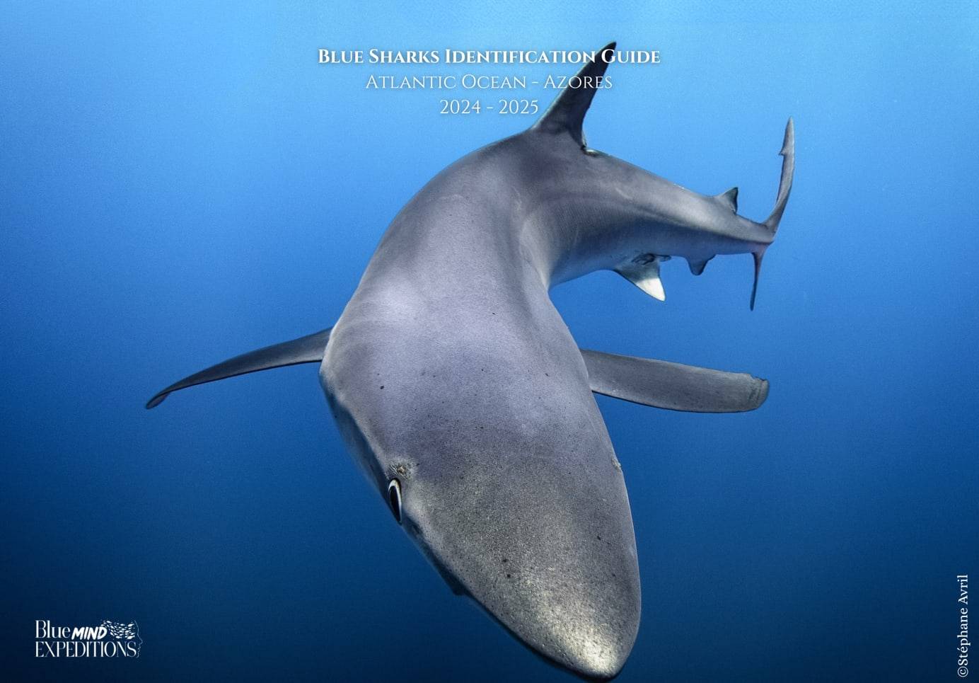 Cover of the Blue Sharks Identification Guide 2024-2025, a blue shark photographed in the Azores