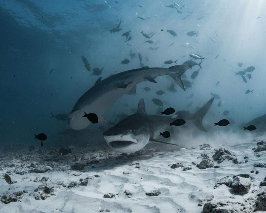 Requins-tigres sur fond de sable blanc dans le Grand Sud des Maldives