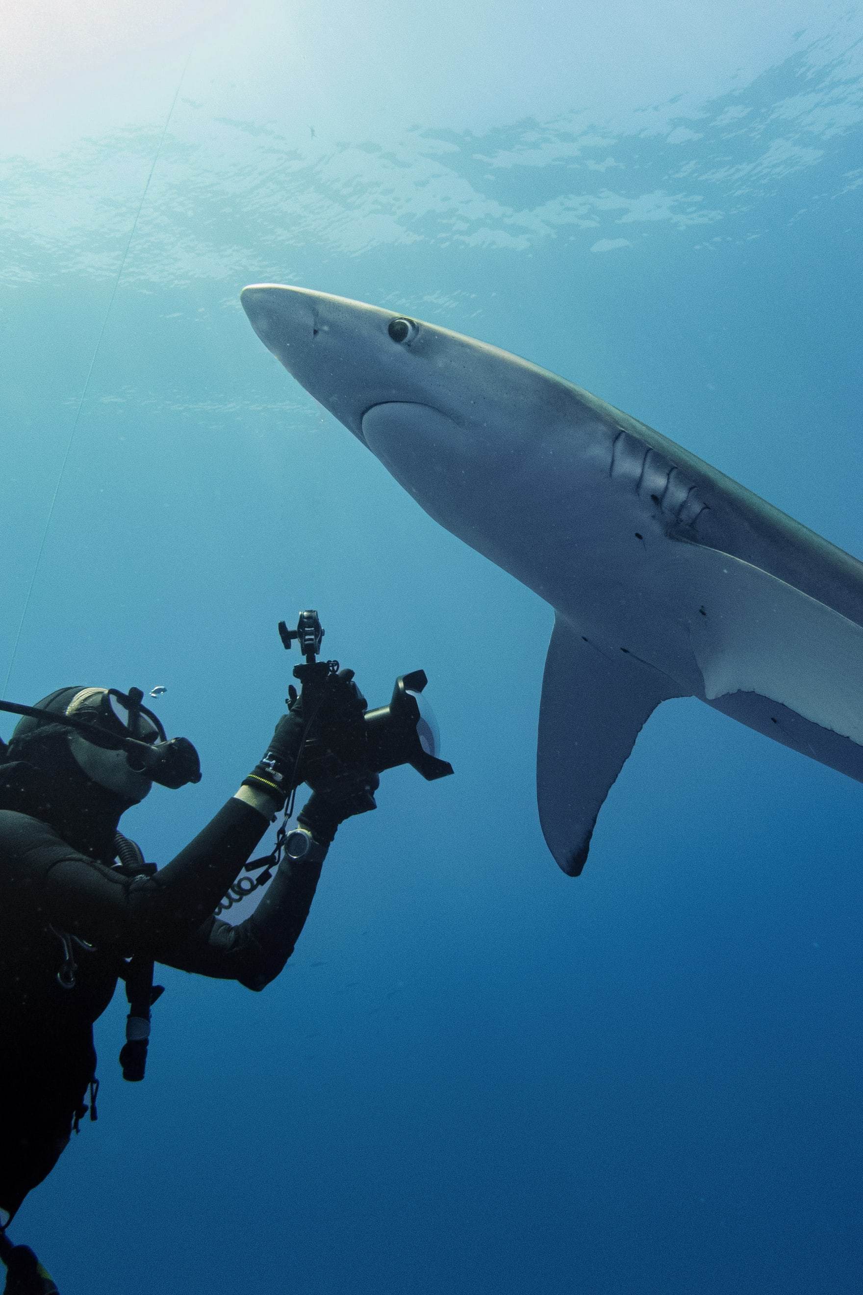 Margaux Le Brun photographing a blue shark from below