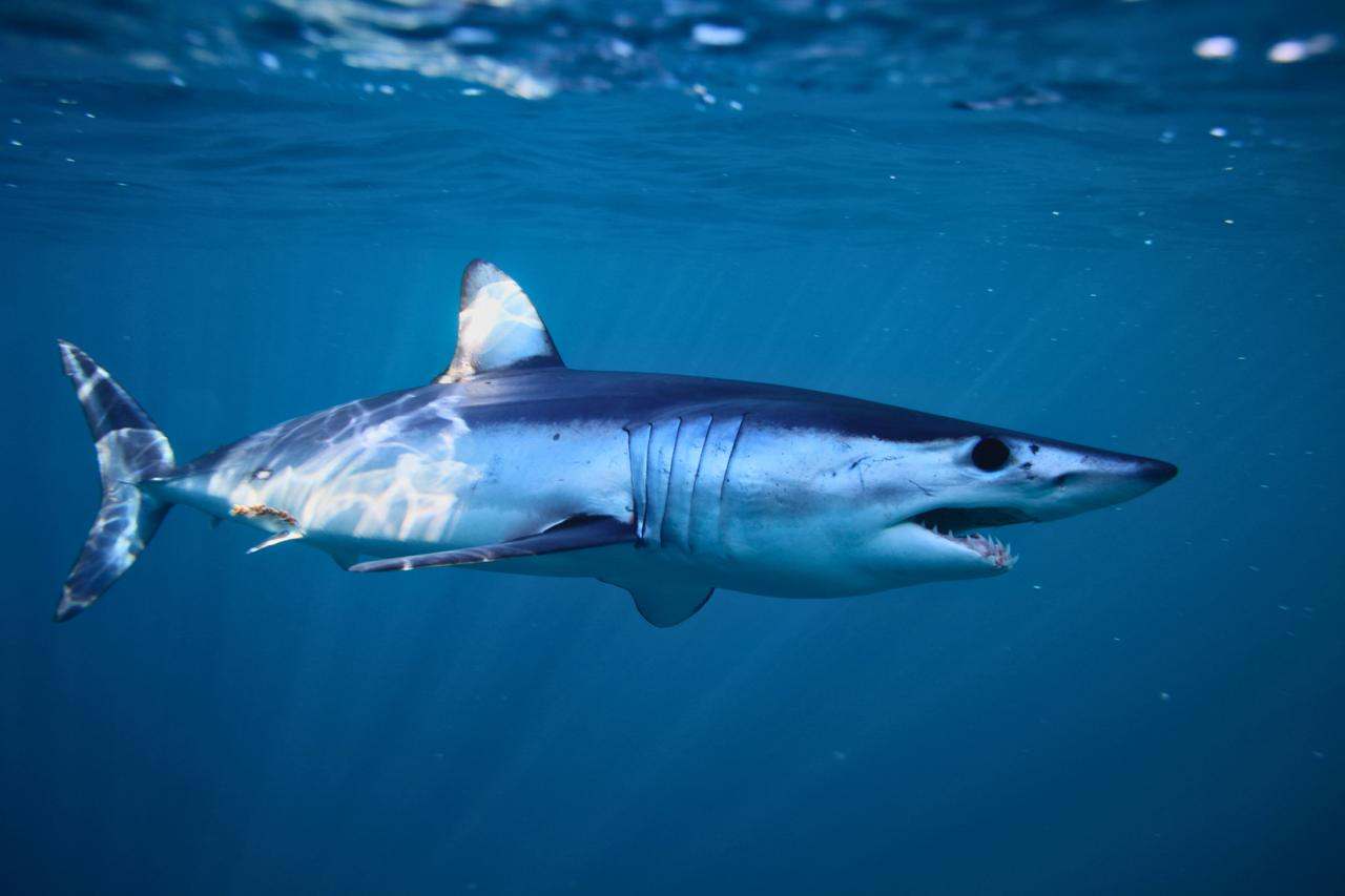 Requin mako aux Açores