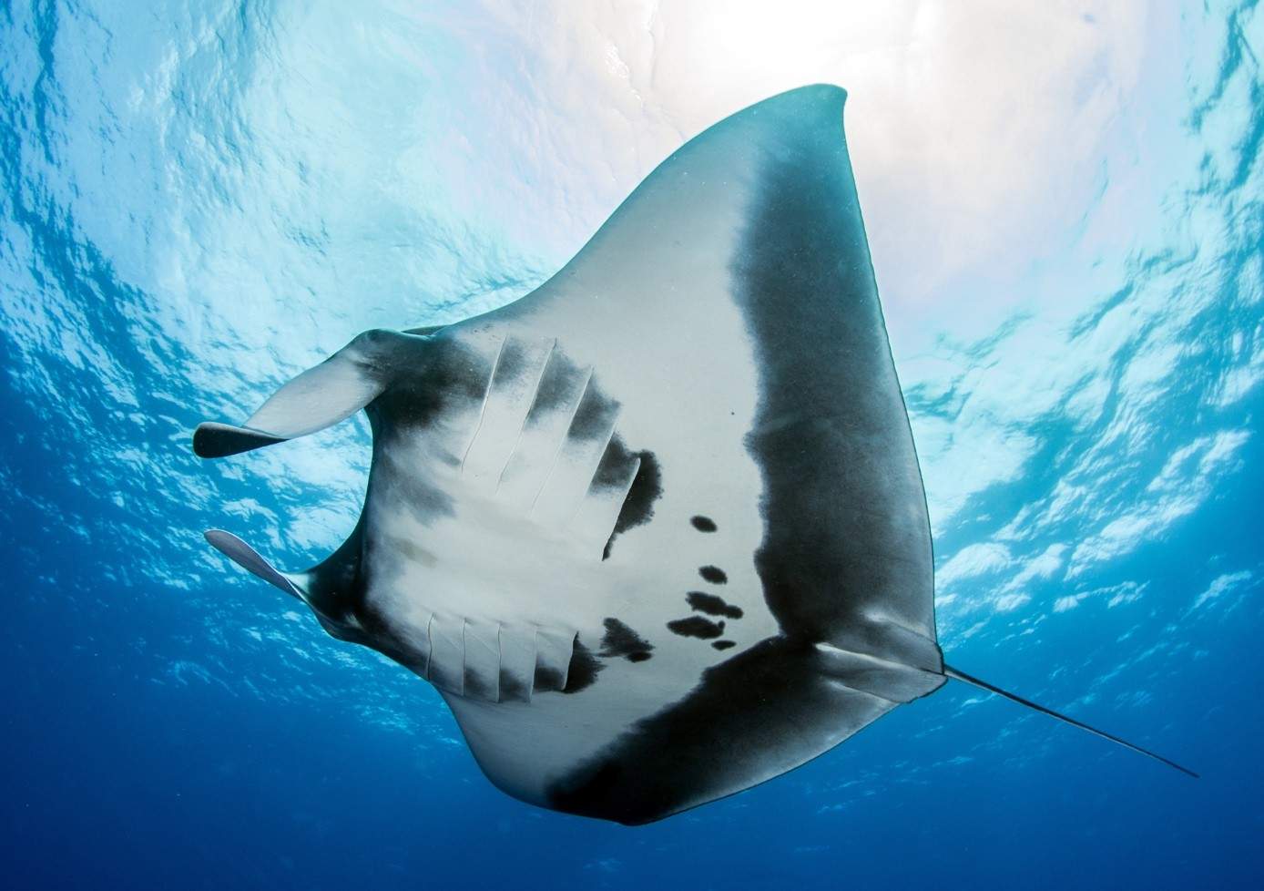 Giant oceanic manta ray at Socorro, Revillagigedo archipelago